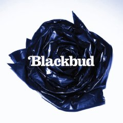 blackbudlabum